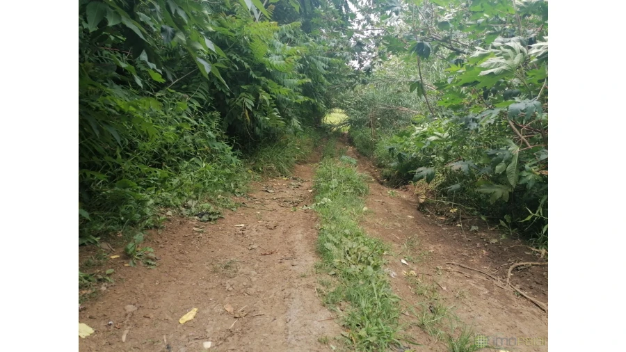 Terreno para Venda em Horta (Conceição) Foto 13