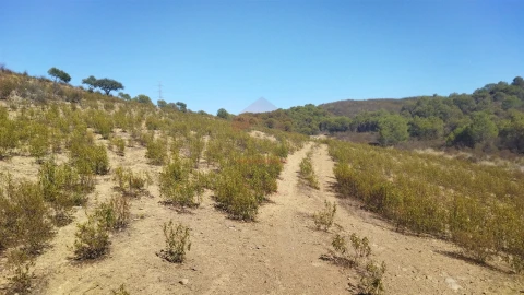 Terreno Agricola ou Rústico para Venda em Alcoutim e Pereiro