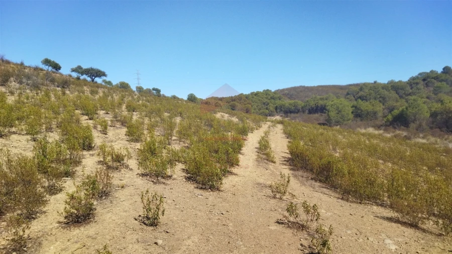 Terreno Agricola ou Rústico para Venda em Alcoutim e Pereiro Foto 4