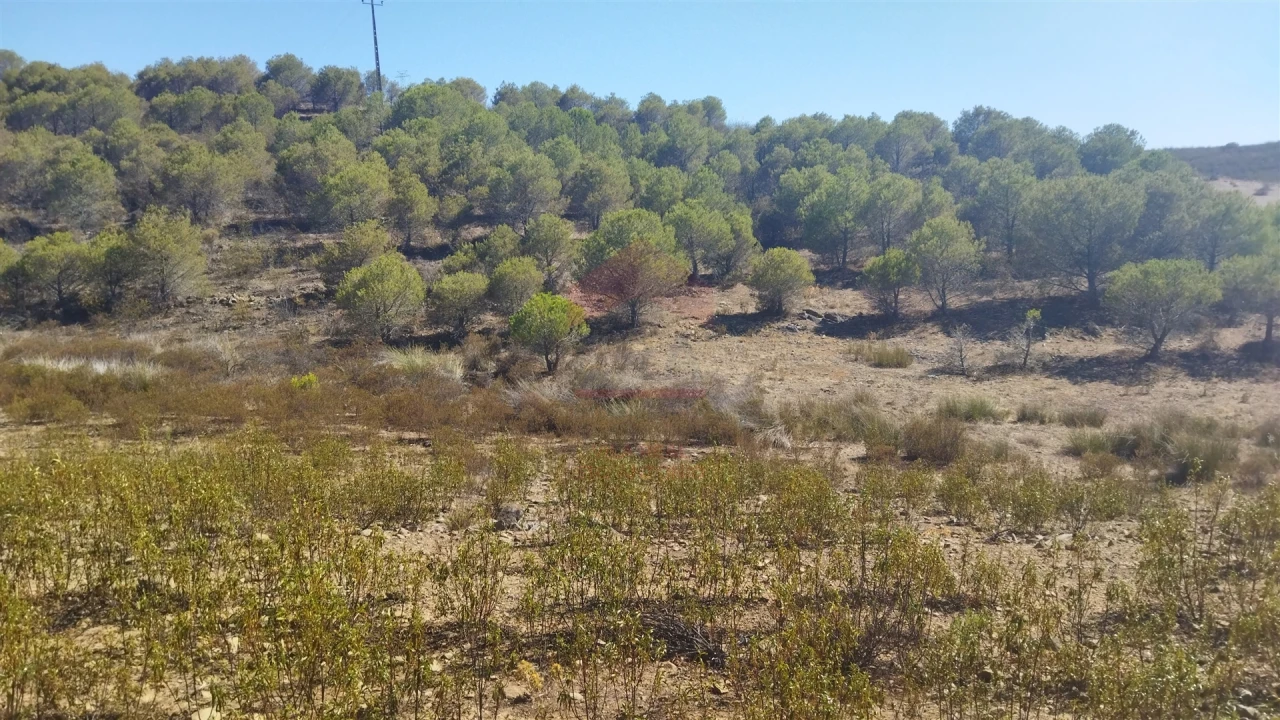 Terreno Agricola ou Rústico para Venda em Alcoutim e Pereiro Foto 1