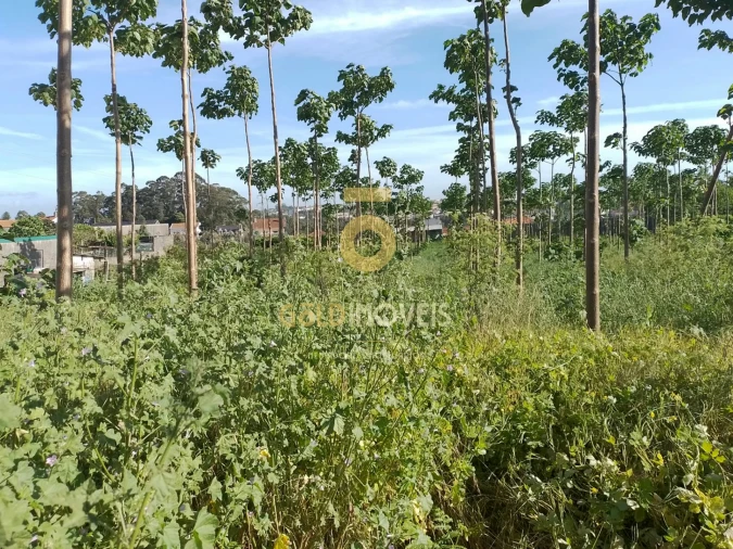 Terreno para Venda em Argoncilhe Foto 2