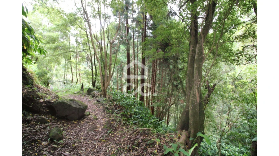 Terreno para Venda em Lomba da Fazenda Foto 7