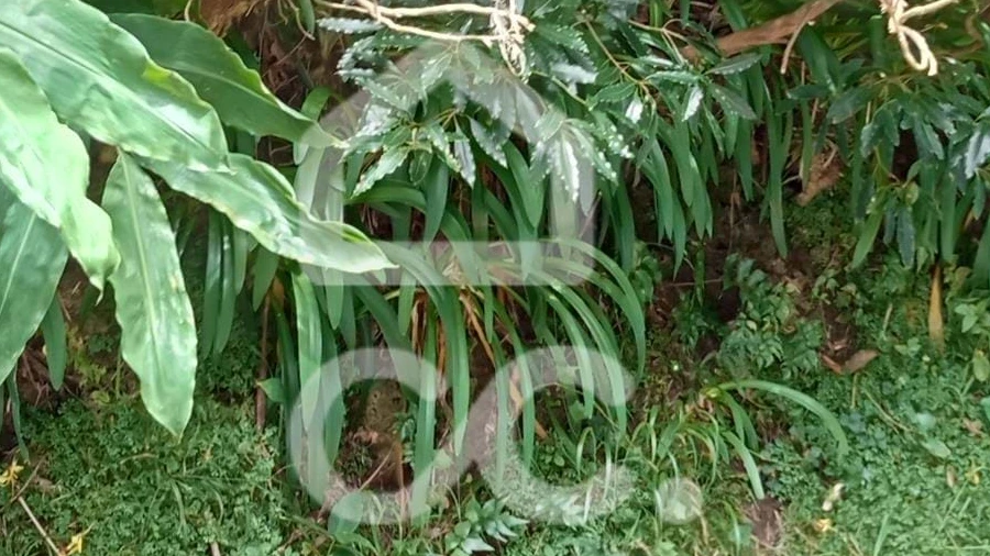 Terreno para Venda em Santo Antonio de Nordestinho