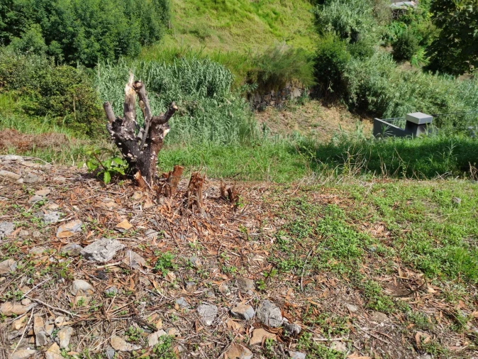 Terreno para Venda em Calheta Foto 7