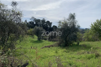 Terreno para Venda em Faíl e Vila Chã de Sá