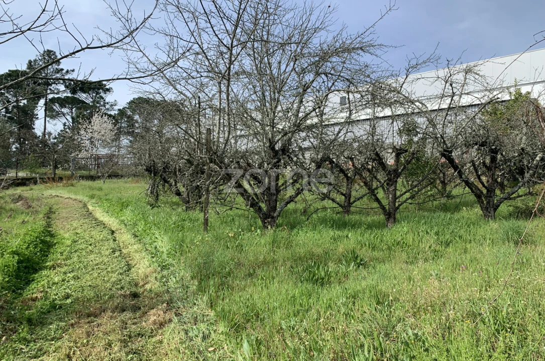 Terreno para Venda em Faíl e Vila Chã de Sá Foto 4