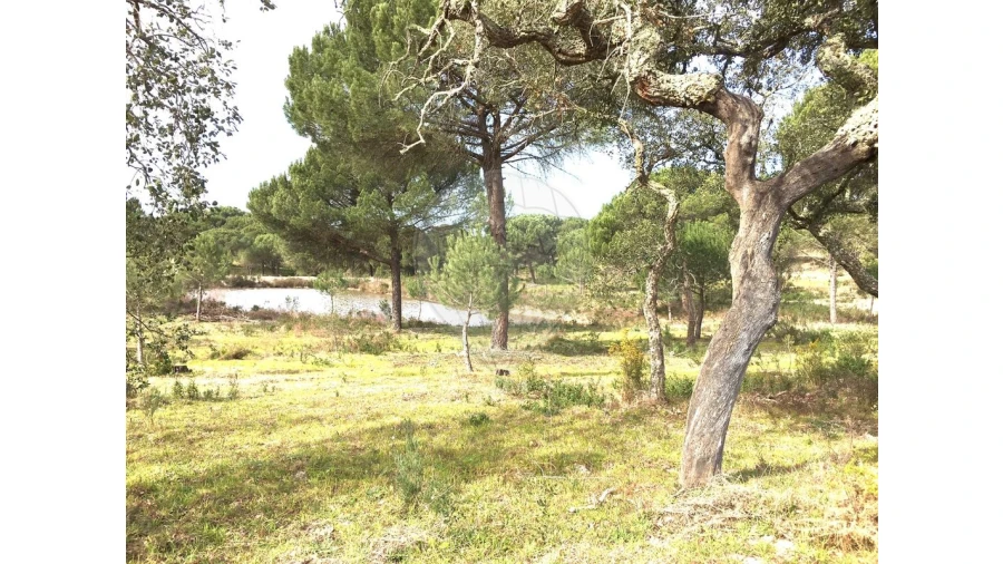 Terreno para Venda em Mora Foto 12