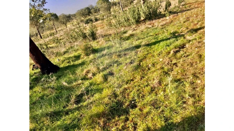 Terreno para Venda em Mora Foto 9