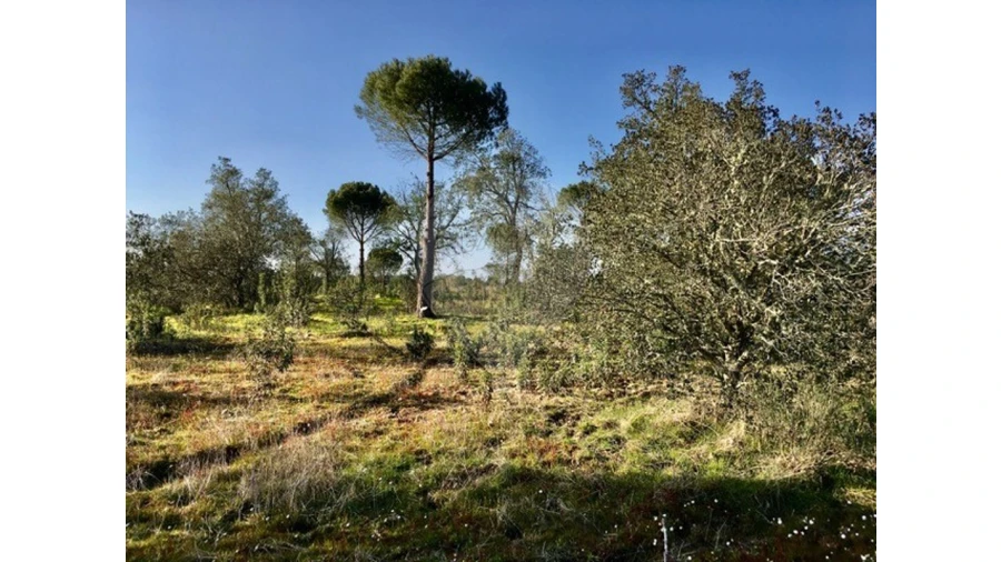 Terreno para Venda em Mora Foto 6
