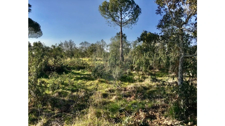 Terreno para Venda em Mora Foto 5