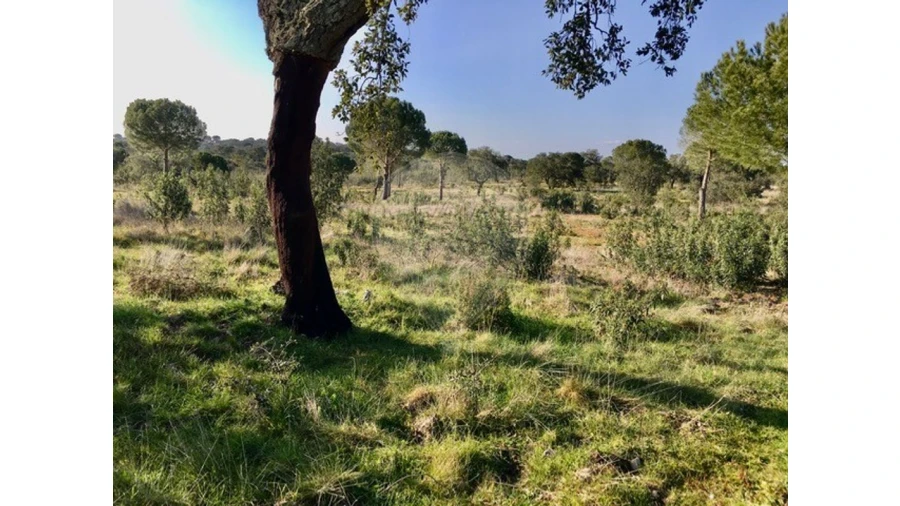 Terreno para Venda em Mora Foto 10