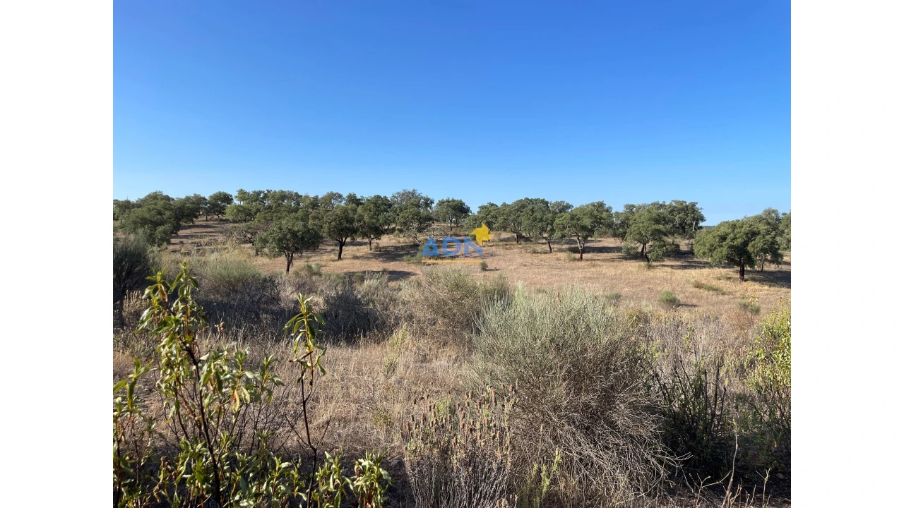 Terreno para Venda em Castelo Branco Foto 6