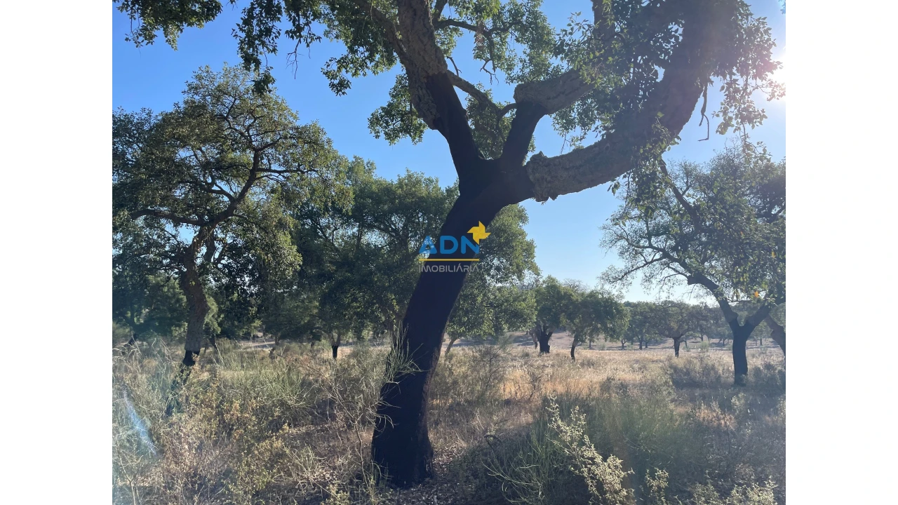 Terreno para Venda em Castelo Branco Foto 4