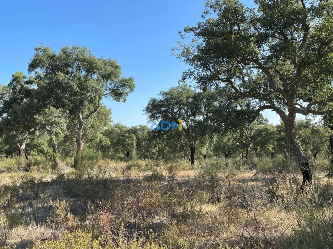 Terreno para Venda em Castelo Branco Foto 12