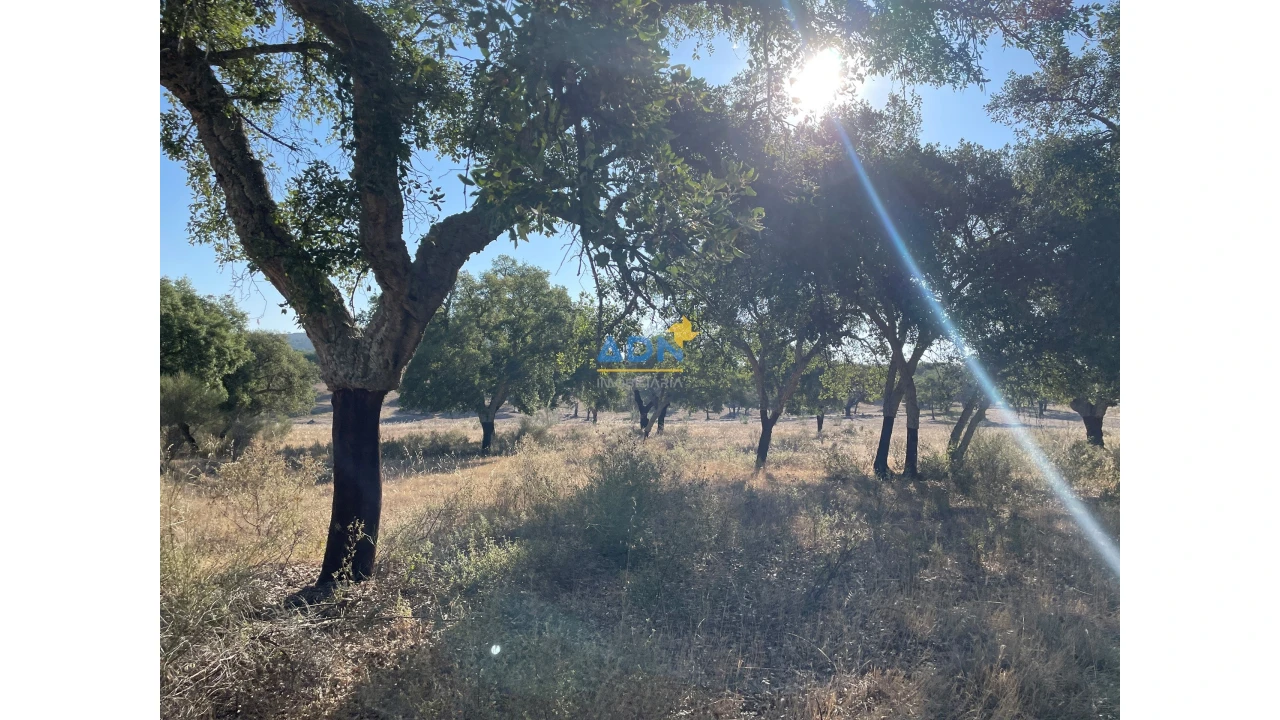 Terreno para Venda em Castelo Branco Foto 5