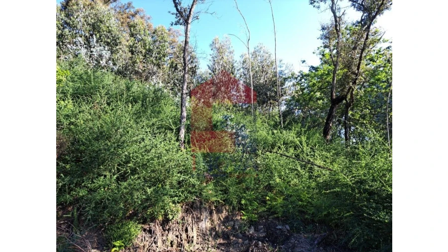 Terreno para Venda em Escariz (São Mamede) e Escariz (São Martinho) Foto 2