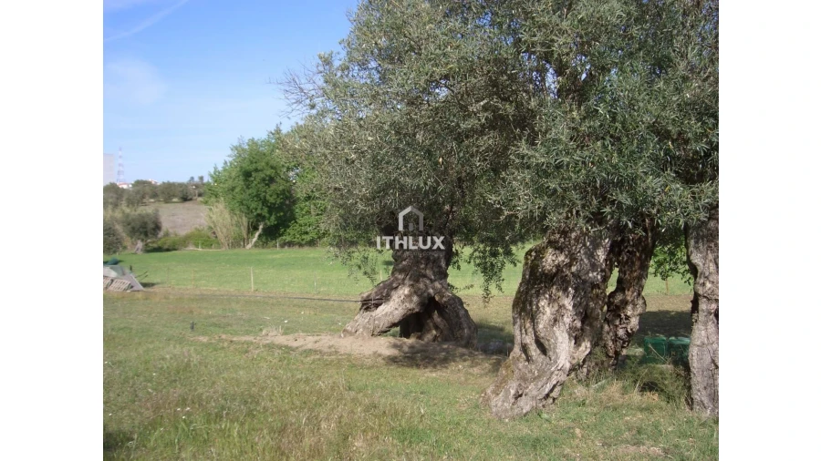 Quinta T1 para Venda em Assunção, Ajuda, Salvador e Santo Ildefonso Foto 18