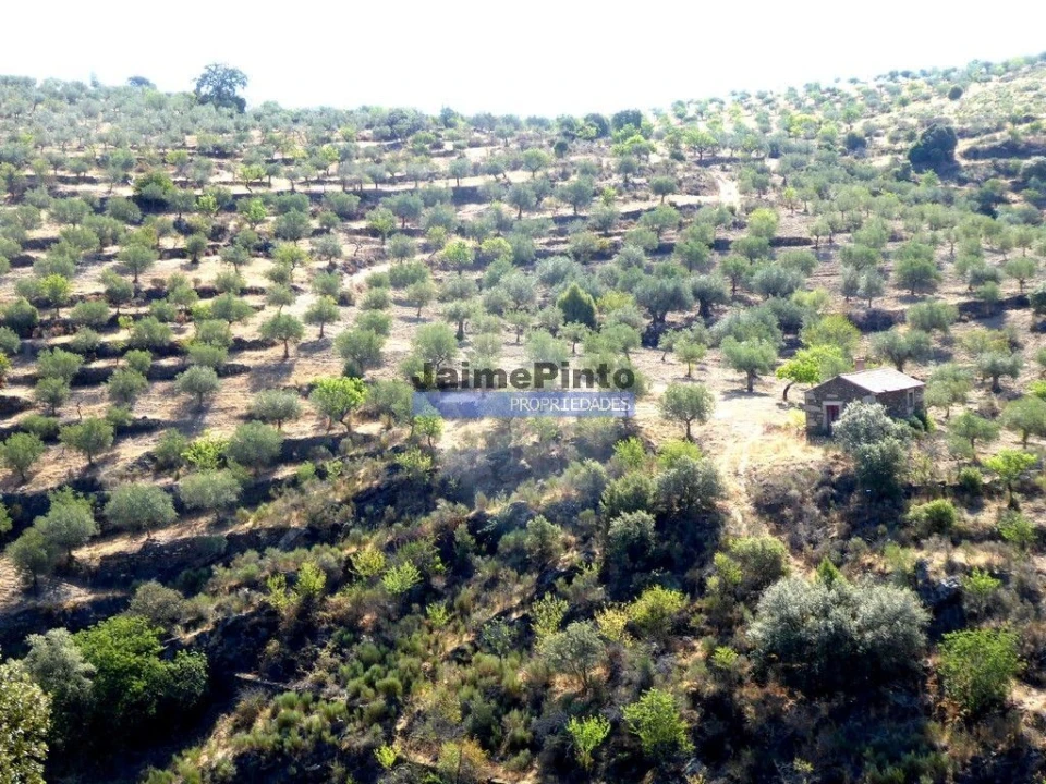 Terreno Misto para Venda em Escalhão Foto 1