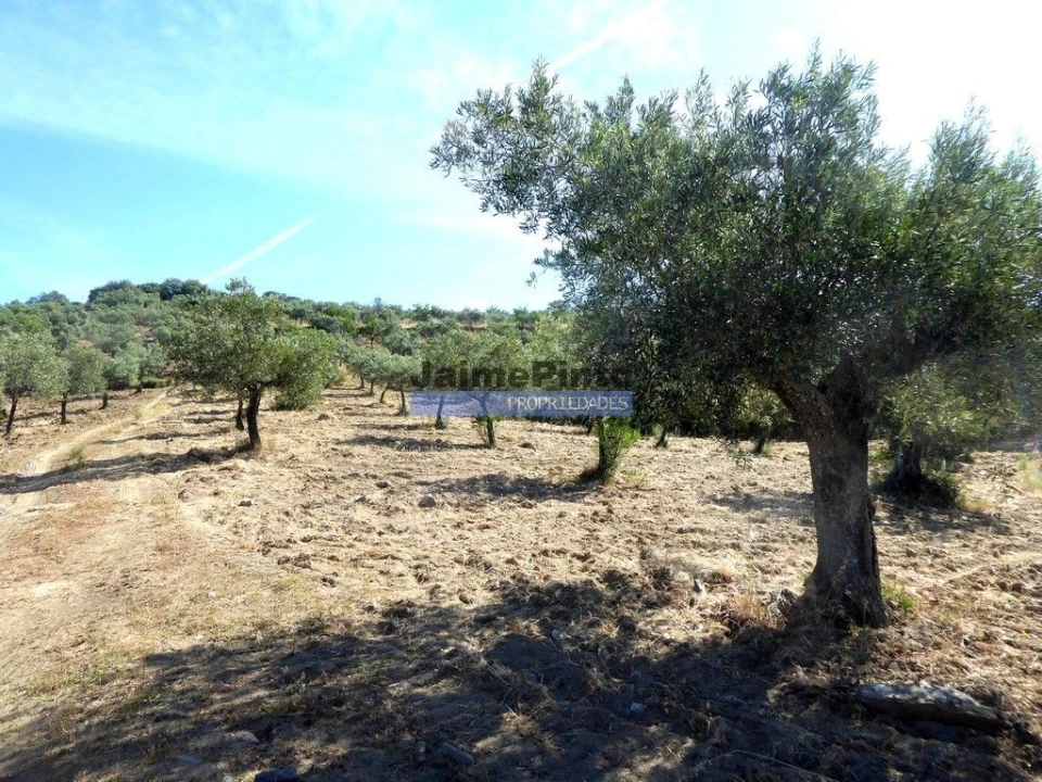Terreno Misto para Venda em Escalhão Foto 3