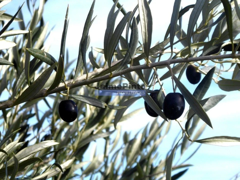 Terreno Misto para Venda em Escalhão Foto 5