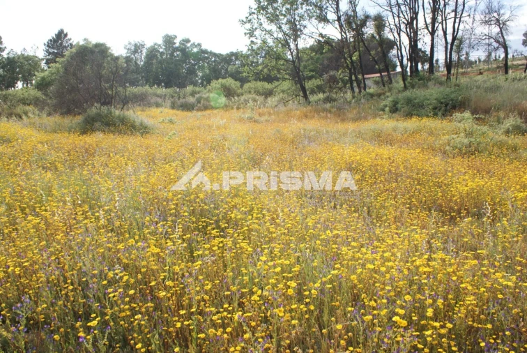 Quinta para Venda em Pero Viseu Foto 15