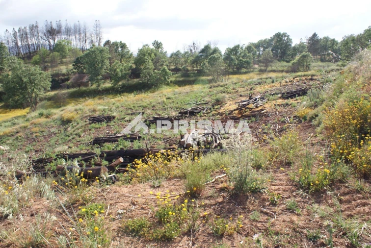 Quinta para Venda em Pero Viseu Foto 7