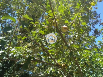 Quinta T5 para Venda em Santos Evos