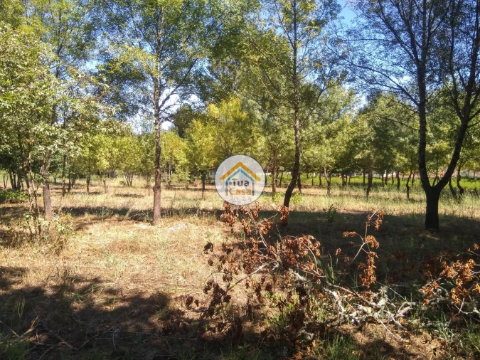 Quinta T5 para Venda em Santos Evos Foto 25