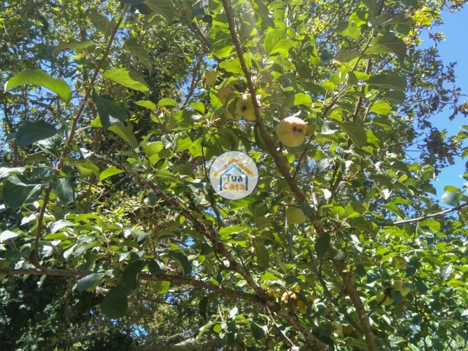 Quinta T5 para Venda em Santos Evos Foto 21