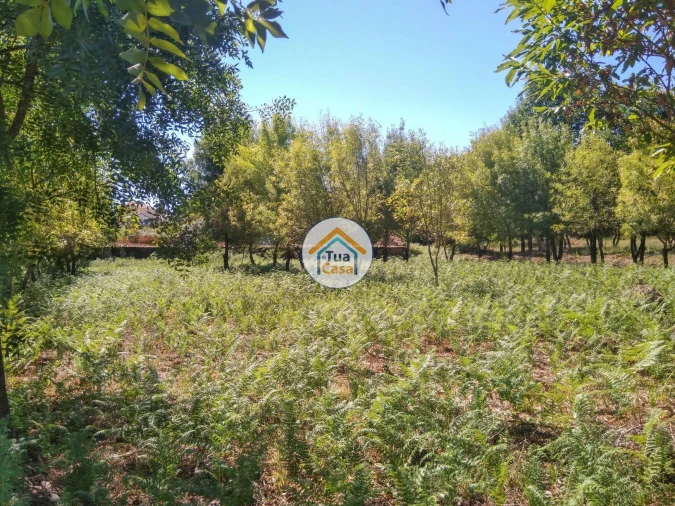 Quinta T5 para Venda em Santos Evos Foto 29