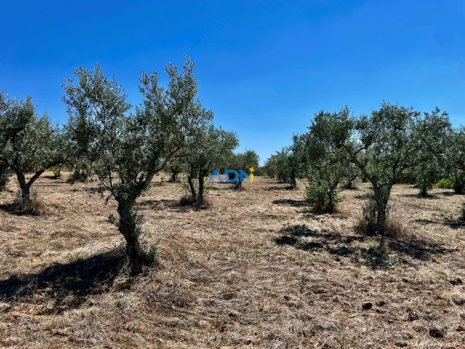 Terreno para Venda em Malpica do Tejo Foto 9