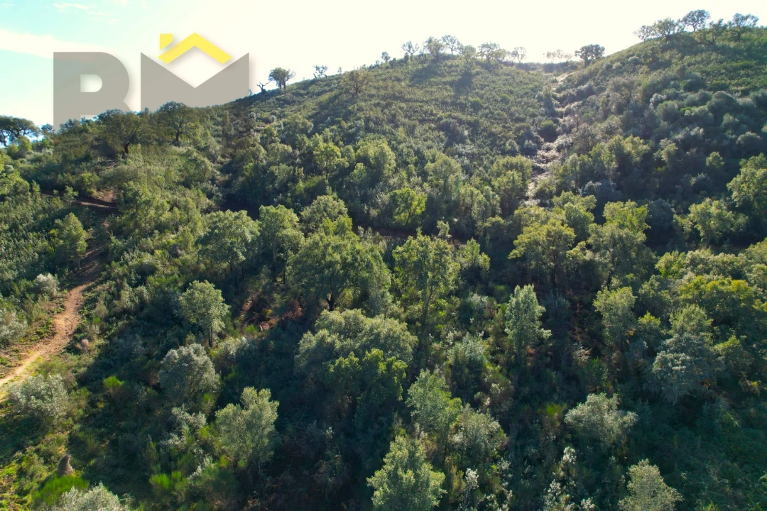 Terreno Agricola ou Rústico para Venda em Arez e Amieira do Tejo Foto 13