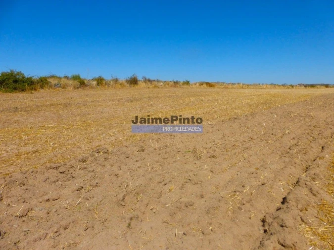 Terreno Agricola ou Rústico para Venda em Figueira de Castelo Rodrigo Foto 3