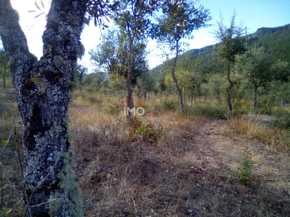 Terreno Agricola ou Rústico para Venda em São Salvador da Aramenha Foto 6