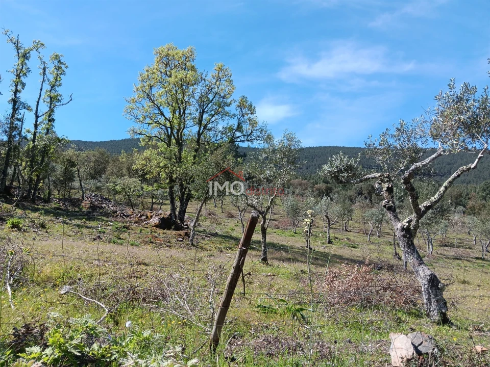 Terreno Agricola ou Rústico para Venda em São Salvador da Aramenha Foto 1