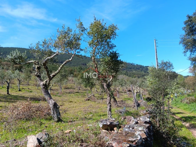 Terreno Agricola ou Rústico para Venda em São Salvador da Aramenha Foto 2