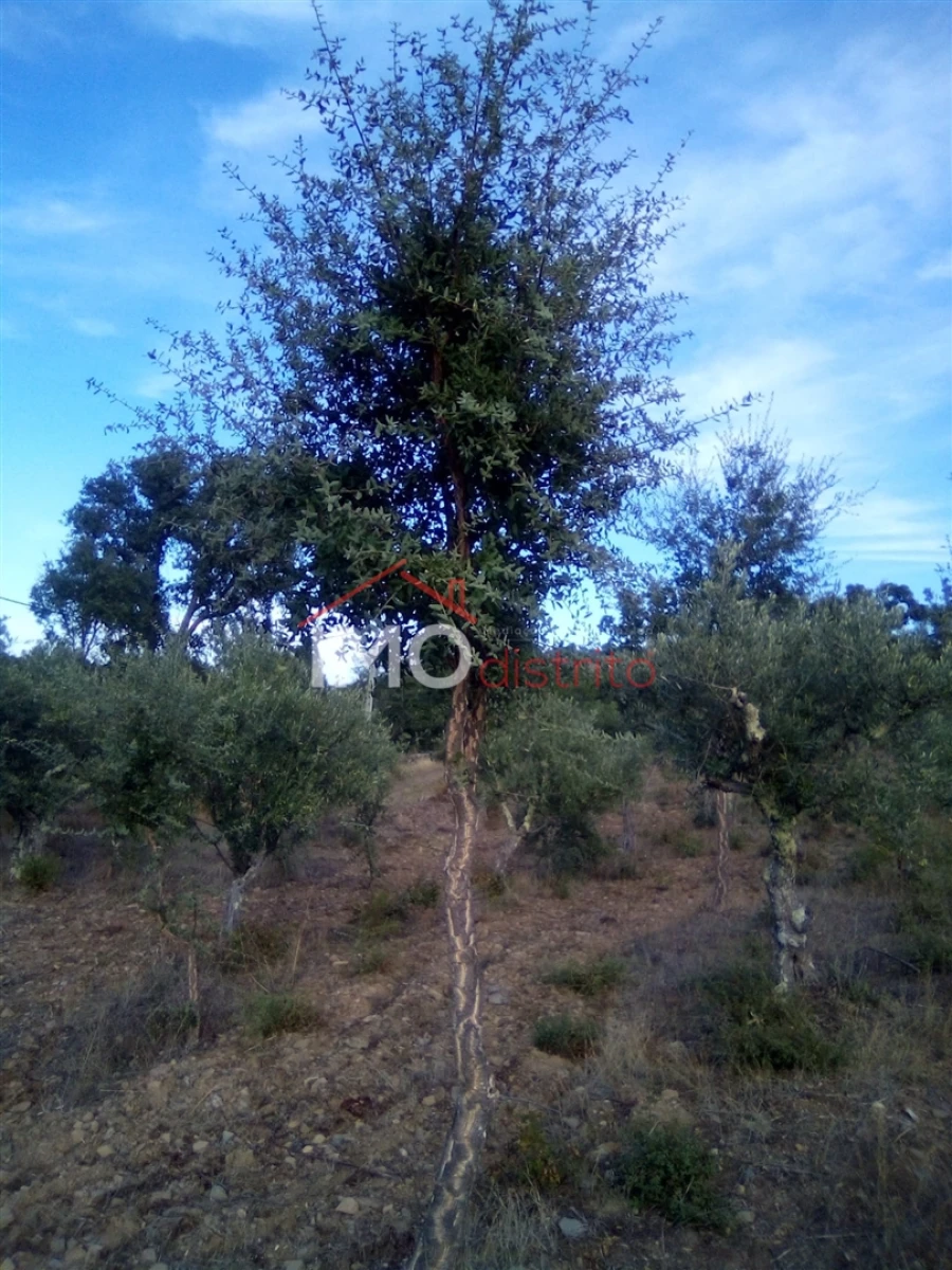 Terreno Agricola ou Rústico para Venda em São Salvador da Aramenha Foto 8