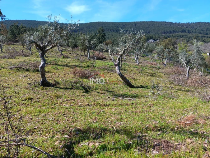 Terreno Agricola ou Rústico para Venda em São Salvador da Aramenha Foto 3
