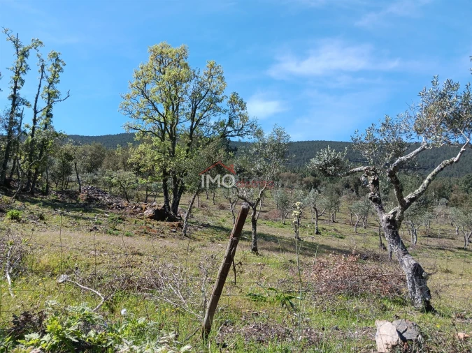 Terreno Agricola ou Rústico para Venda em São Salvador da Aramenha Foto 5