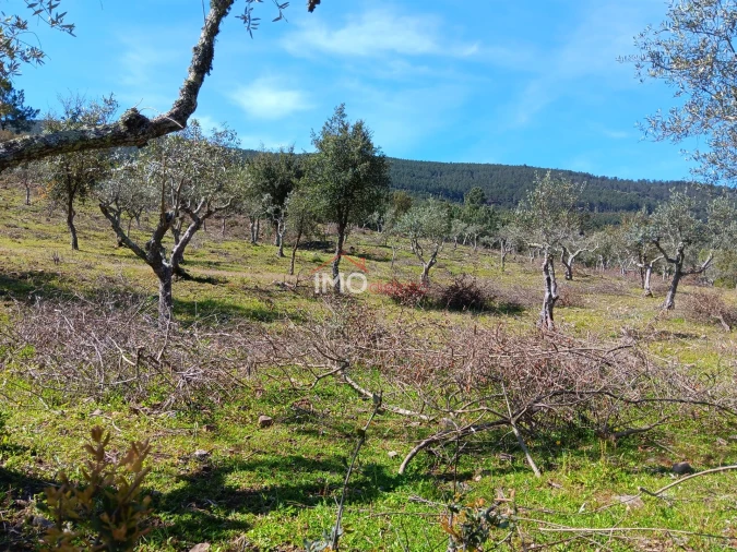 Terreno Agricola ou Rústico para Venda em São Salvador da Aramenha Foto 4