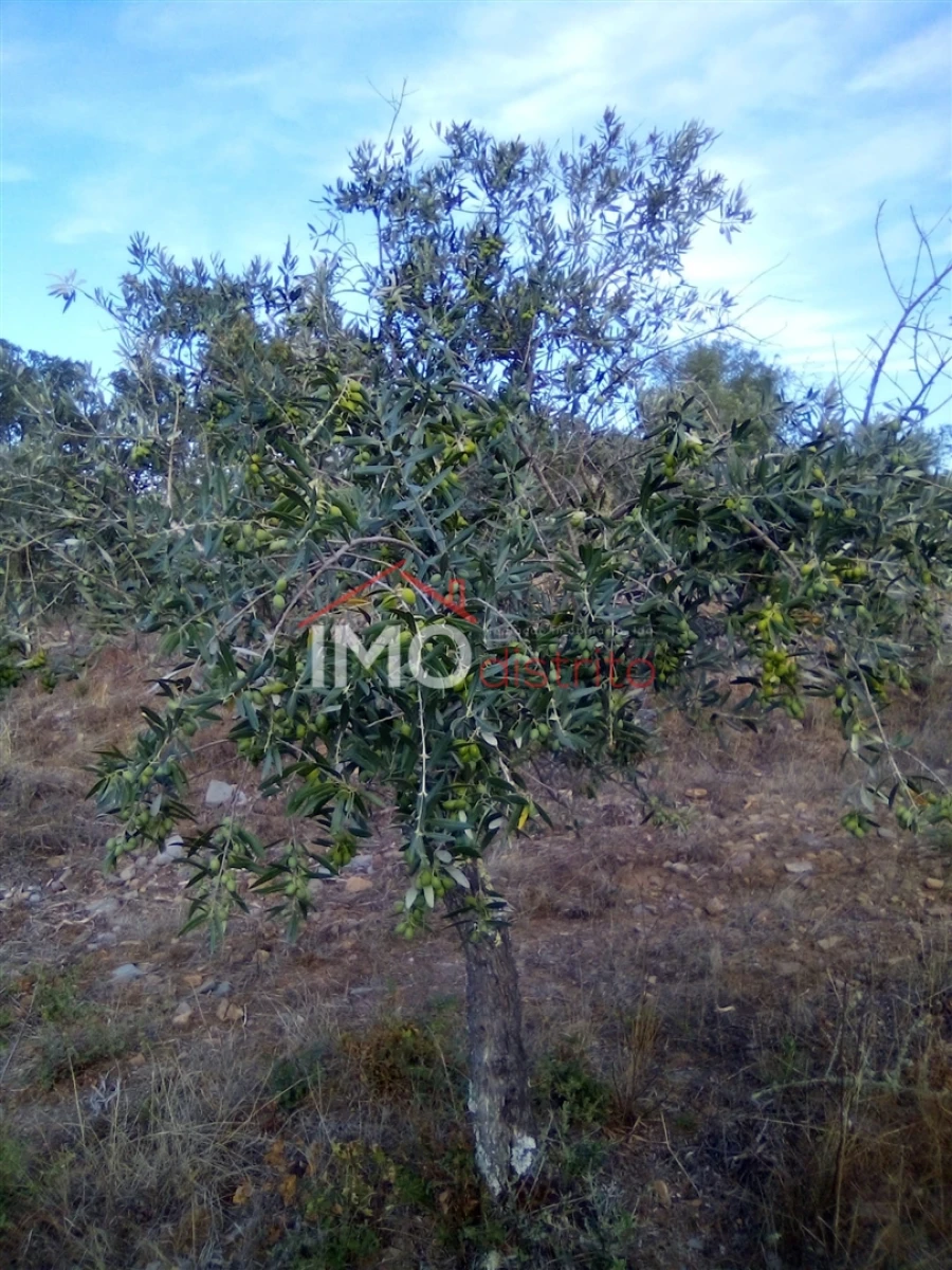 Terreno Agricola ou Rústico para Venda em São Salvador da Aramenha Foto 6