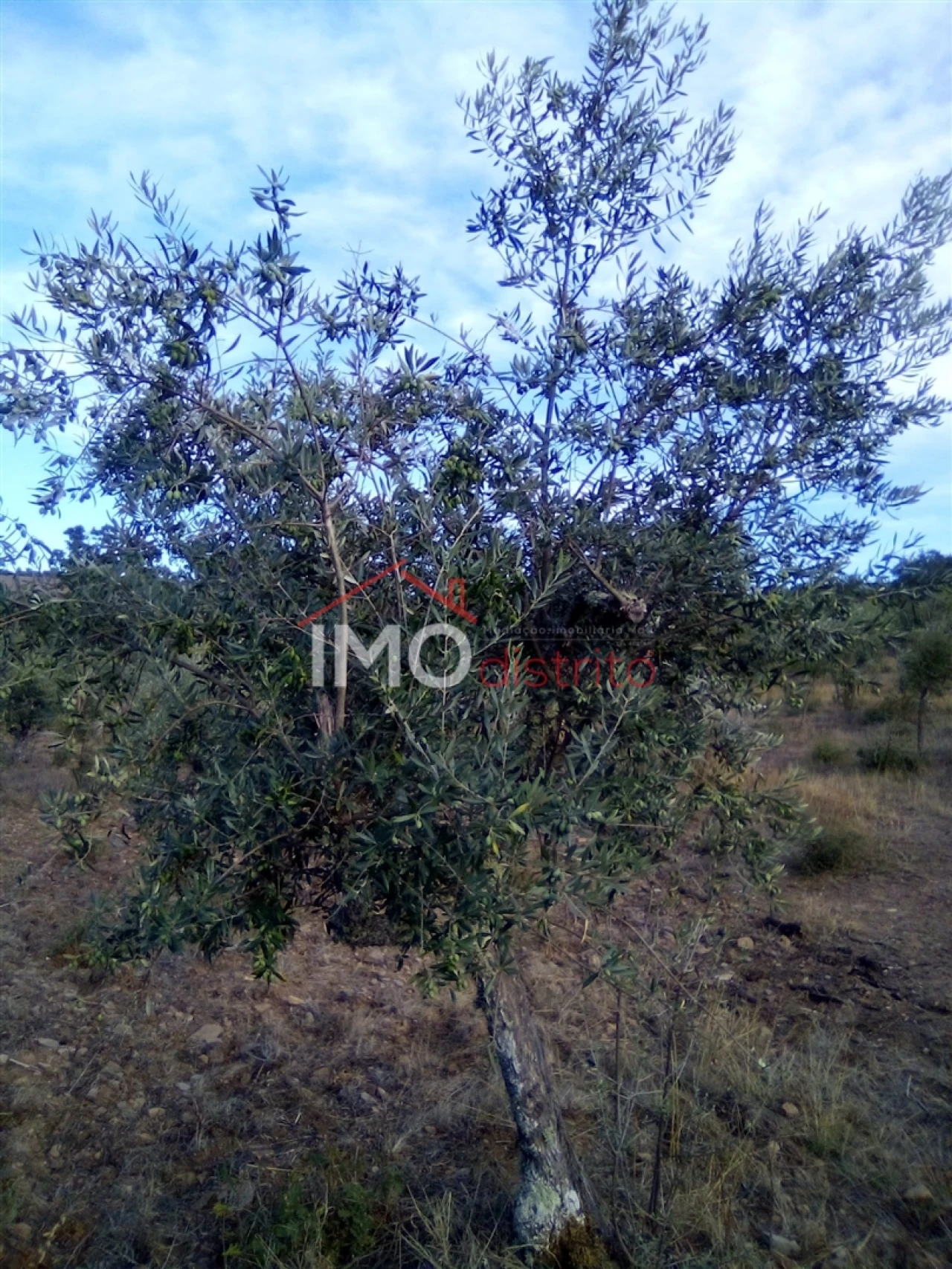 Terreno Agricola ou Rústico para Venda em São Salvador da Aramenha Foto 8