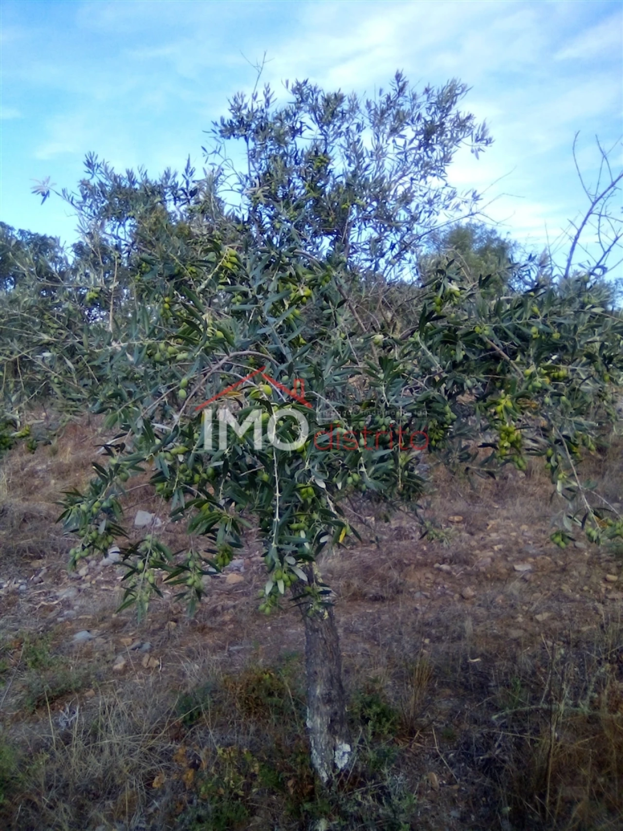 Terreno Agricola ou Rústico para Venda em São Salvador da Aramenha Foto 5