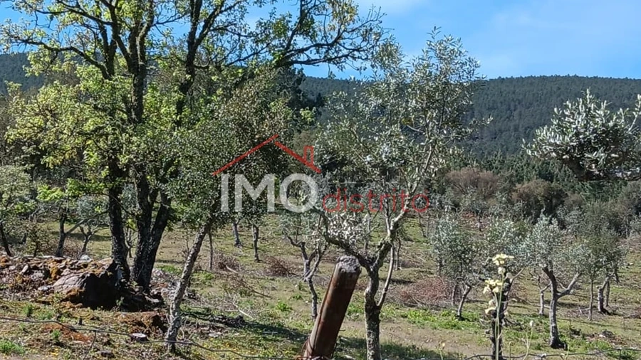 Terreno Agricola ou Rústico para Venda em São Salvador da Aramenha