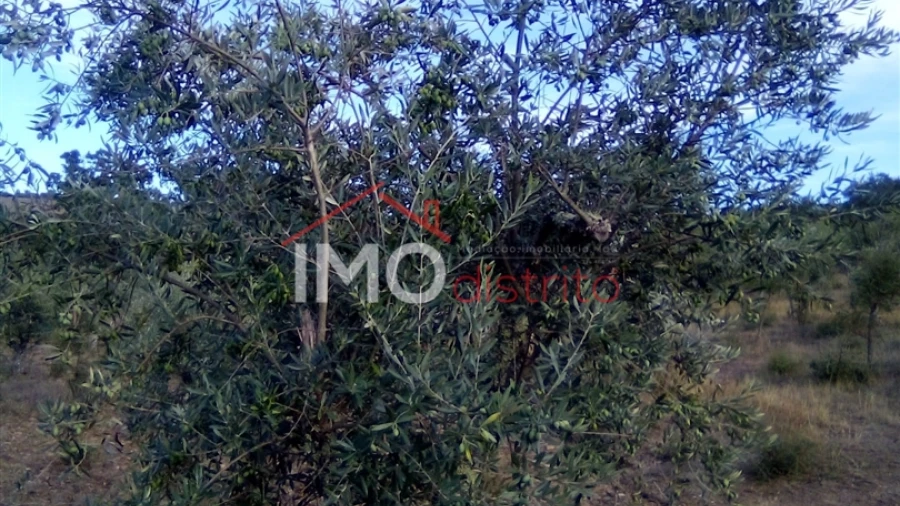 Terreno Agricola ou Rústico para Venda em São Salvador da Aramenha