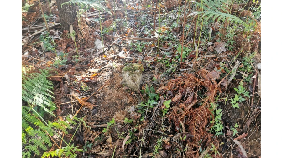 Terreno para Venda em Recardães e Espinhel Foto 7