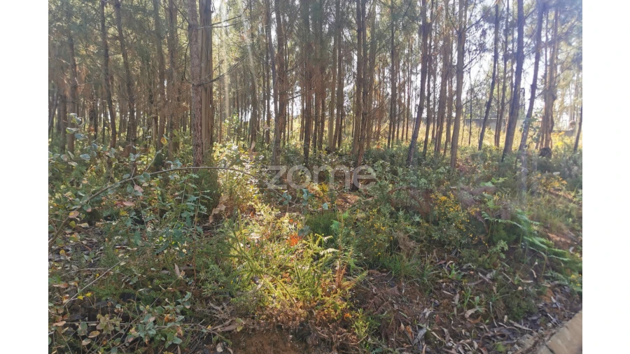Terreno para Venda em Recardães e Espinhel Foto 5