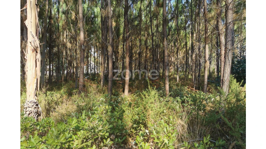 Terreno para Venda em Recardães e Espinhel Foto 4
