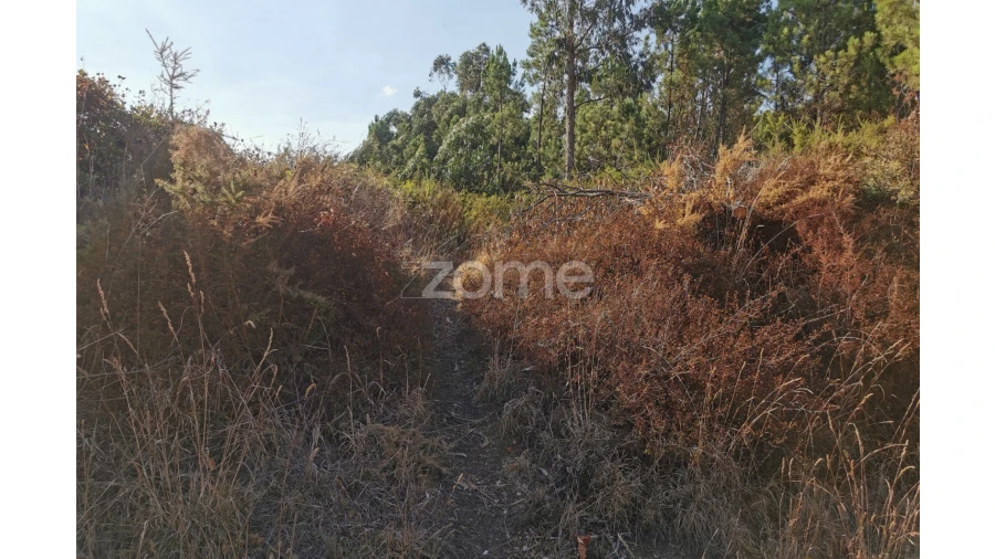 Terreno para Venda em Recardães e Espinhel Foto 27