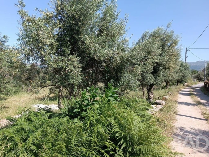 Terreno para Venda em Moimenta da Serra e Vinhó Foto 19